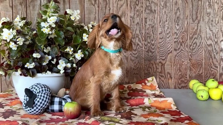 Cavalier King Charles Spaniel dogs for sale: Oliver - Video 2