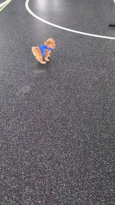 Cavapoo dogs for sale: Tinker  - Video 1