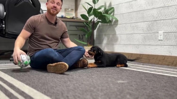 Rottweiler dogs for sale: Gemini - Video 1