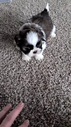 Shih Tzu dogs for sale: Tyson - Video 1