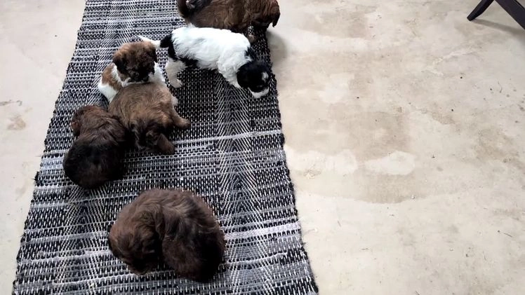 Mixed Breed dogs for sale: Avery - Video 4