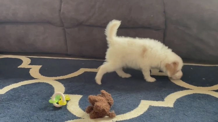 Mini Goldendoodle dogs for sale: Mr. Oscar - Video 1