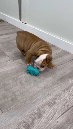 English Bulldog dogs for sale: Rocky - Video 1