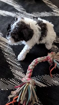 Cockapoo dogs for sale: Saint - Video 1