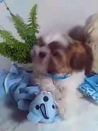 Shih Tzu dogs for sale: Hero - Video 1
