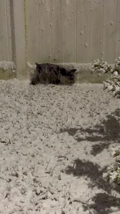 Miniature Schnauzer dogs for sale: Zoe - Video 1