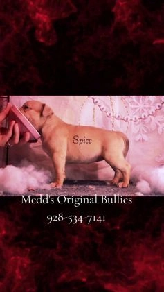 American Bully dogs for sale: Raven - Video 1