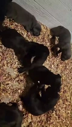 Cane Corso dogs for sale: Cane Corso Puppy 3 - Video 4