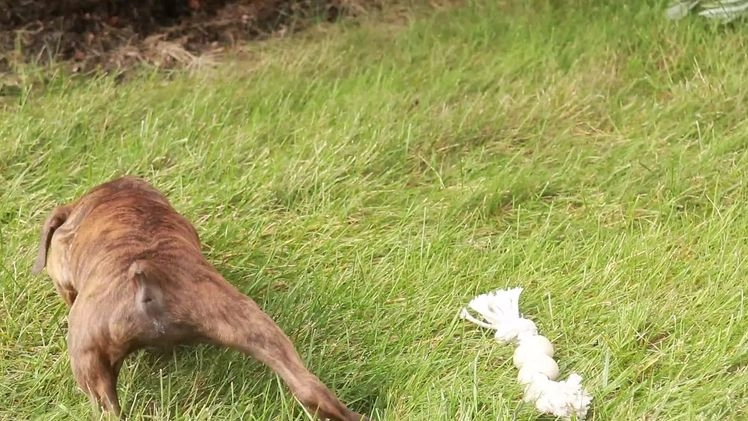 Boxer dogs for sale: Elsie - Video 1