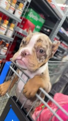 American Bully dogs for sale: Scarlett - Video 2