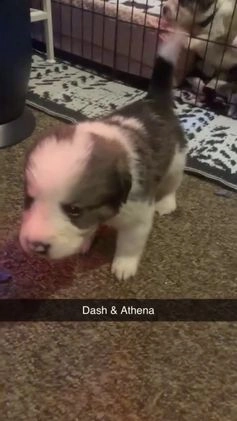 Mixed Breed dogs for sale: Athena - Video 1