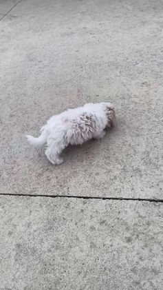 Miniature Poodle dogs for sale: Teddy - Video 6