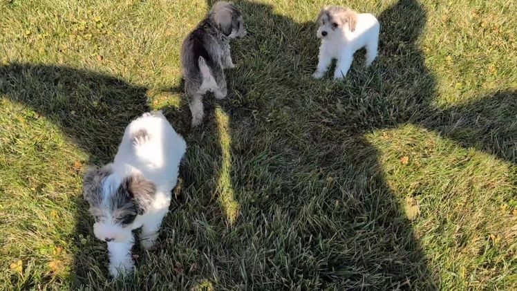 Mixed Breed dogs for sale: Nala - Video 3