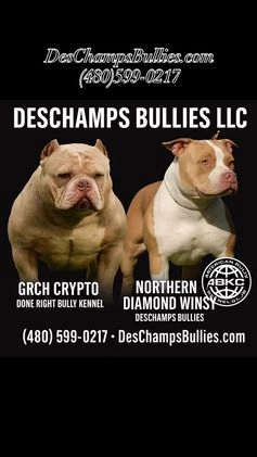 American Bully dogs for sale: American Bully Puppy 2 - Video 3