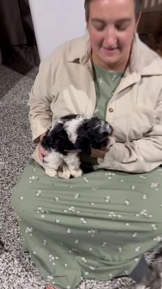 Cavapoo dogs for sale: Evie - Video 1