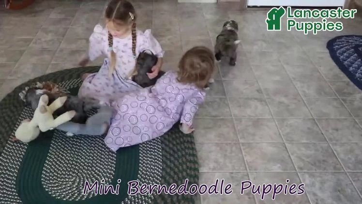 Mini Bernedoodle dogs for sale: Kenji - Video 1