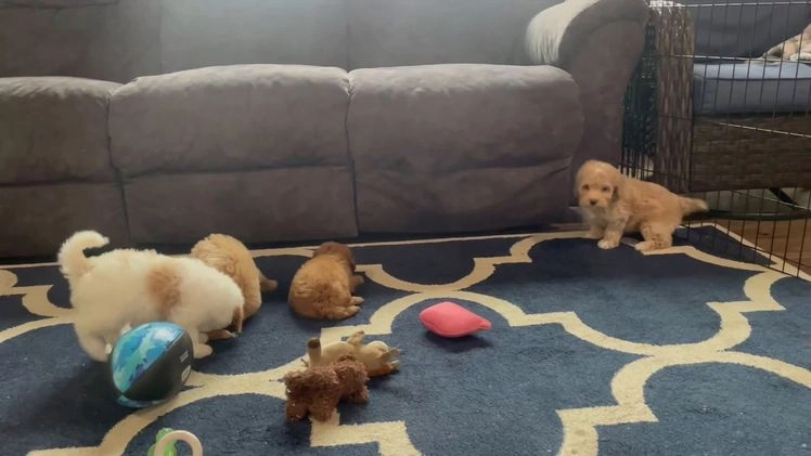 Mini Goldendoodle dogs for sale: Ms. Regan - Video 1