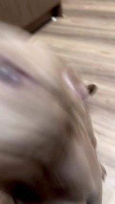 American Bully dogs for sale: American Bully Puppy 1 - Video 1