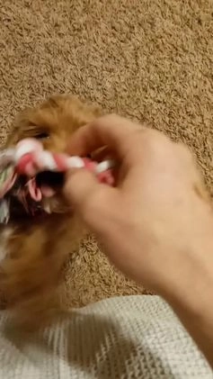 Havapoo dogs for sale: Eva 👨‍👨‍👧‍👦💞🐕 - Video 2