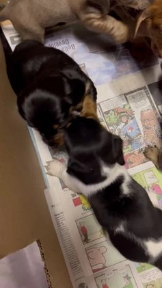 Miniature Dachshund dogs for sale: Sassyfrass  - Video 1