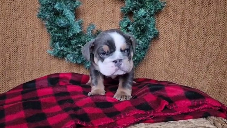 English Bulldog dogs for sale: Elliot - Video 1