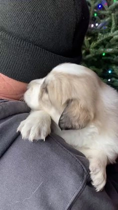 Great Pyrenees dogs for sale: Great Pyrenees Female Puppy - Purple - Video 1