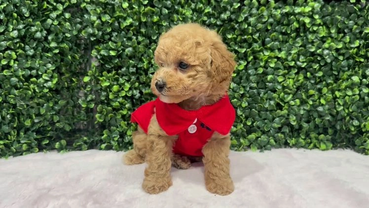 Toy Poodle dogs for sale: Edel - Video 1