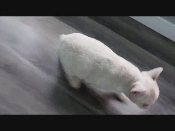 French Bulldog dogs for sale: Sheila - Video 1