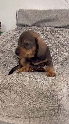 Miniature Dachshund dogs for sale: Joseph  - Video 1
