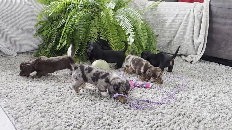 Miniature Dachshund dogs for sale: Kelly - Video 1