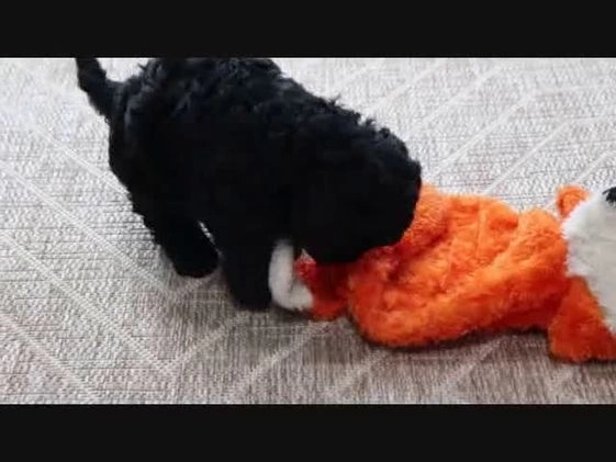 Mini Goldendoodle dogs for sale: Valentine - Video 2