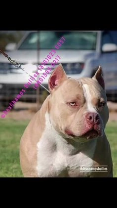 American Bully dogs for stud: Canelo for stud. - Video 1