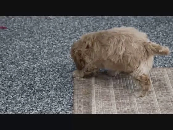 Mini Goldendoodle dogs for sale: Layla - Video 5