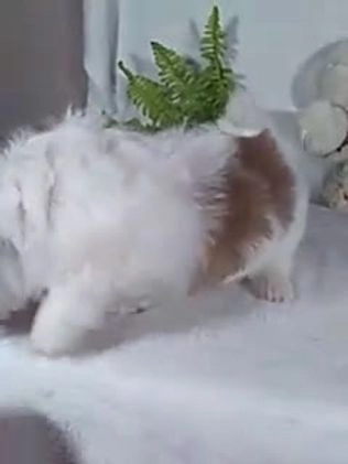 Shih Tzu dogs for sale: Cleo - Video 1