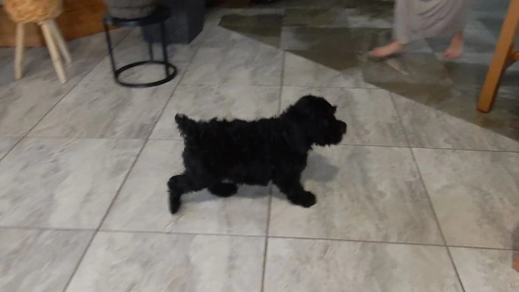 Cockapoo dogs for sale: Benny - Video 2