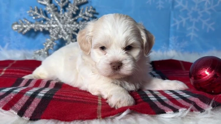 Teddy Bear dogs for sale: Hope - Video 1