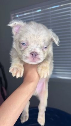 French Bulldog dogs for sale: Minnie - Video 4