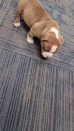 American Bully dogs for sale: American Bully Puppy 1 - Video 2