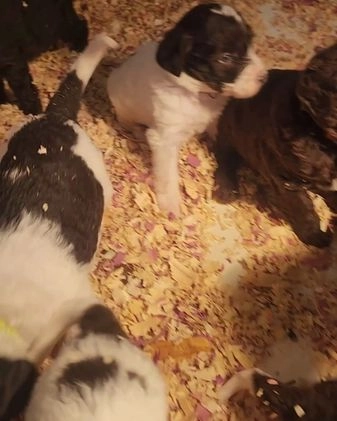 Labradoodle dogs for sale: Rose F1B - Video 1