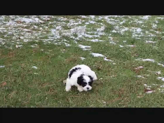 Teddy Bear dogs for sale: Lynsey - Video 1