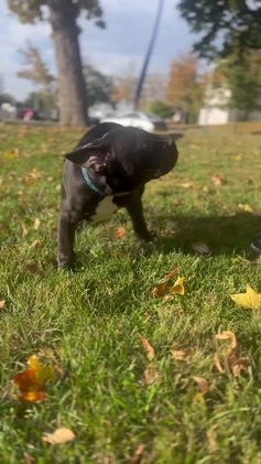 American Bully dogs for sale:  Puppy 1 - Video 4
