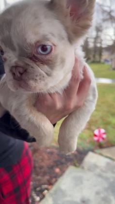 French Bulldog dogs for sale: Grinch  - Video 1