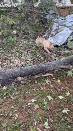 French Bulldog dogs for sale: French Bulldog Puppy 1 - Video 1