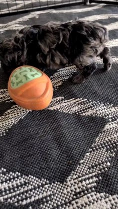Cockapoo dogs for sale: Sophie - Video 1