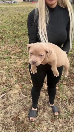 American Bully dogs for sale: Sabey  - Video 7