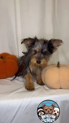 Yorkshire Terrier dogs for sale: Yorkshire Terrier Puppy 1 - Video 1