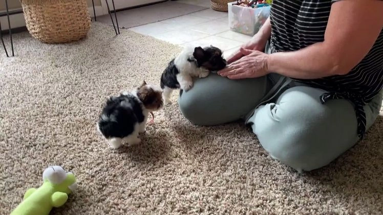 Biewer Terrier dogs for sale: Pippin - Video 2