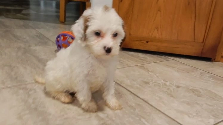 Cavapoo dogs for sale: Snowball - Video 2