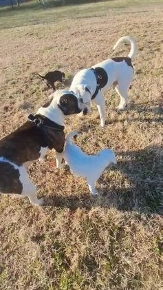 American Bulldog dogs for sale: American Bulldog Puppy 1 - Video 1