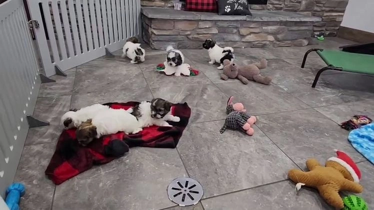 Havanese dogs for sale: VANCE - Video 5